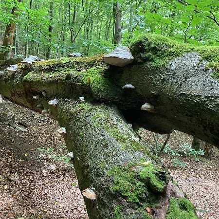 Potegowka Wege Kaszuby Pensionat