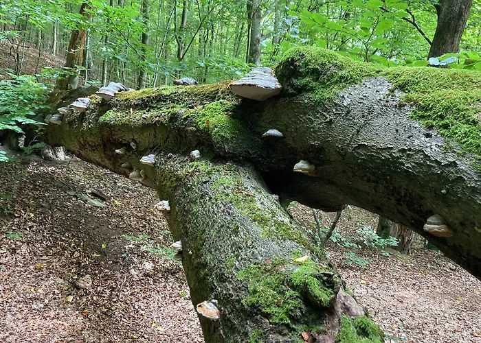 Potegowka Wege Kaszuby Konukevi